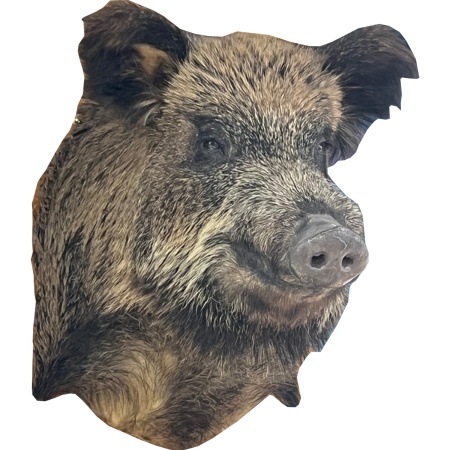 chuchelo-golova-kabana 1